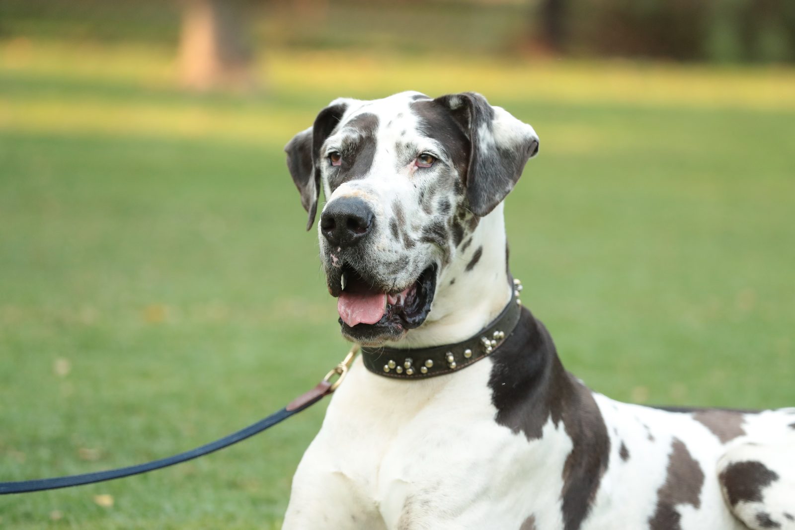 Great Dane boarding at Delenitor Animal Lodge