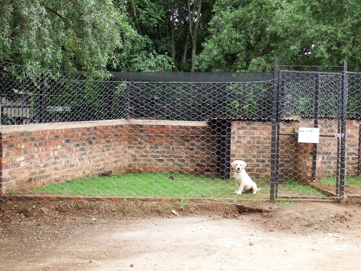 Puppy in kennel at Delenitor Animal Lodge Pretoria