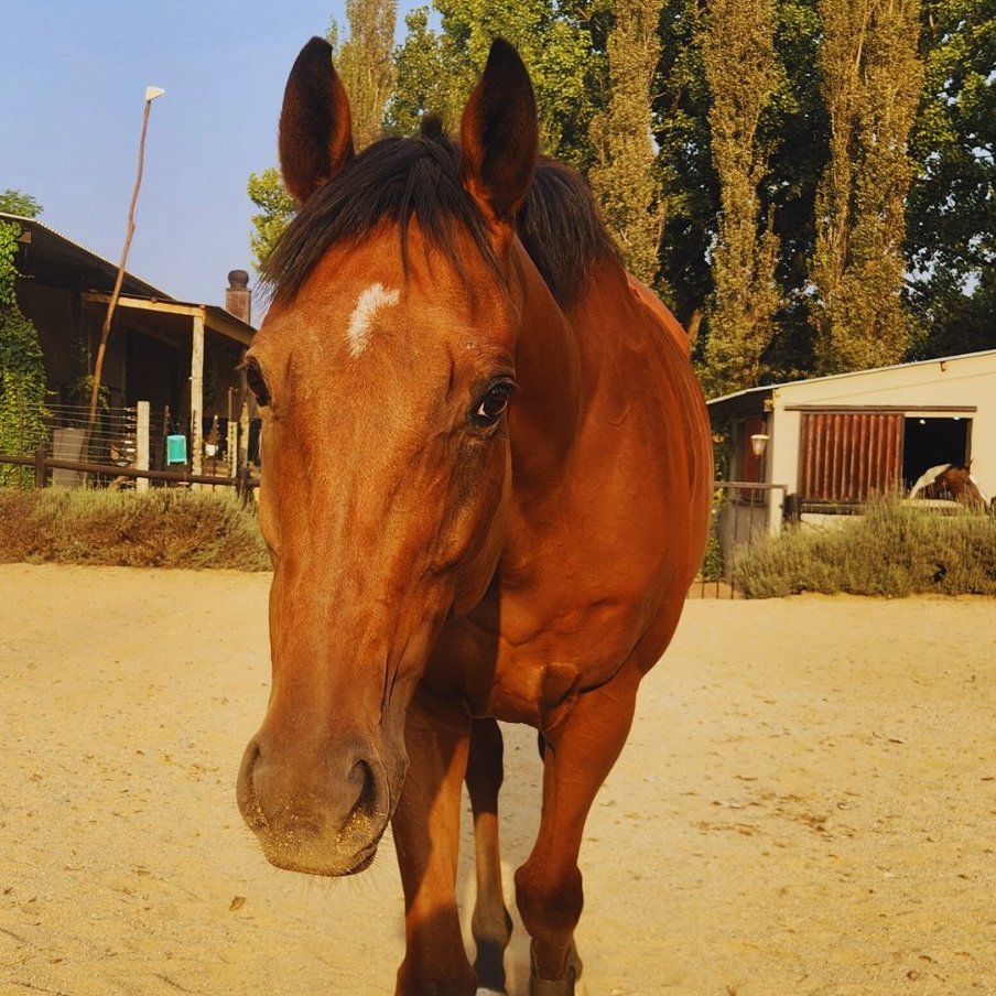 Horse at Delenitor Equestrian Centre Pretoria East